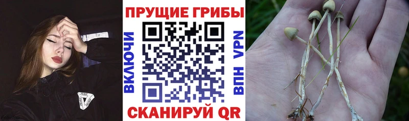 Купить закладки  Острогожск  Галлюциногенные грибы Psilocybine cubensis 